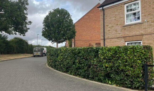 Tree and Hedge Cutting by CGN Landscaping in Bicester Oxfordshire